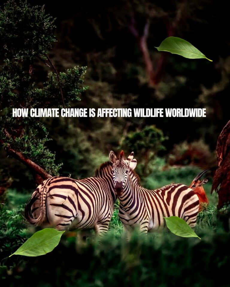 How Climate Change Is Affecting Wildlife Worldwide