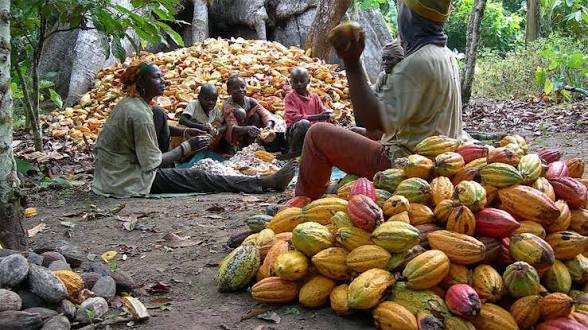 Cocoa Farmers Raise Alarm Over Persistent Price Volatility Unstable Cocoa Prices Raise Fresh Concerns for Farmers