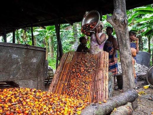 From Global Leader to Major Importer: The Story of Nigeria's Palm Oil Decline Nigeria Once Led the World in Palm Oil. What Changed?